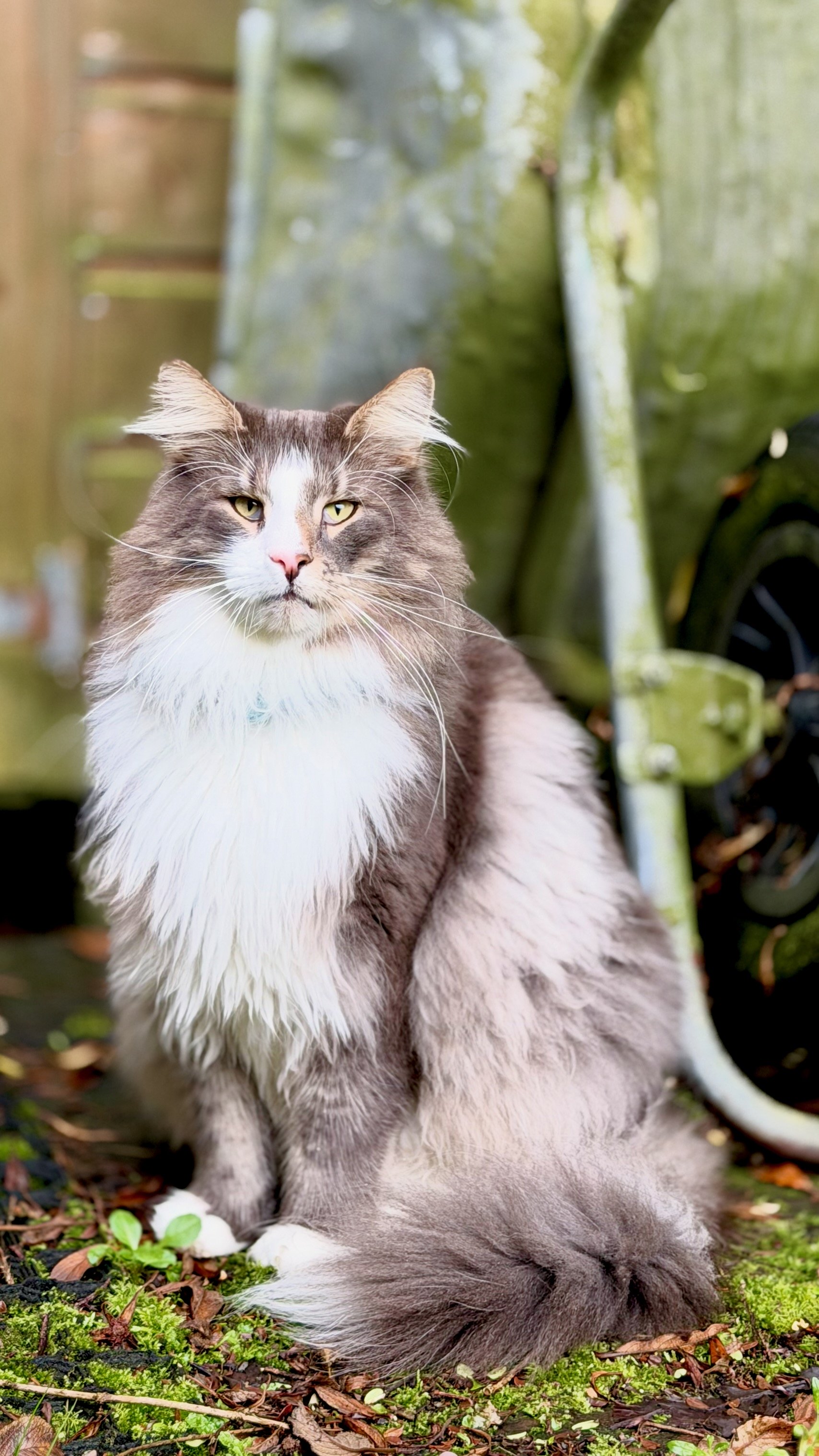 Lindor, the cat behind the Cookie Monster name